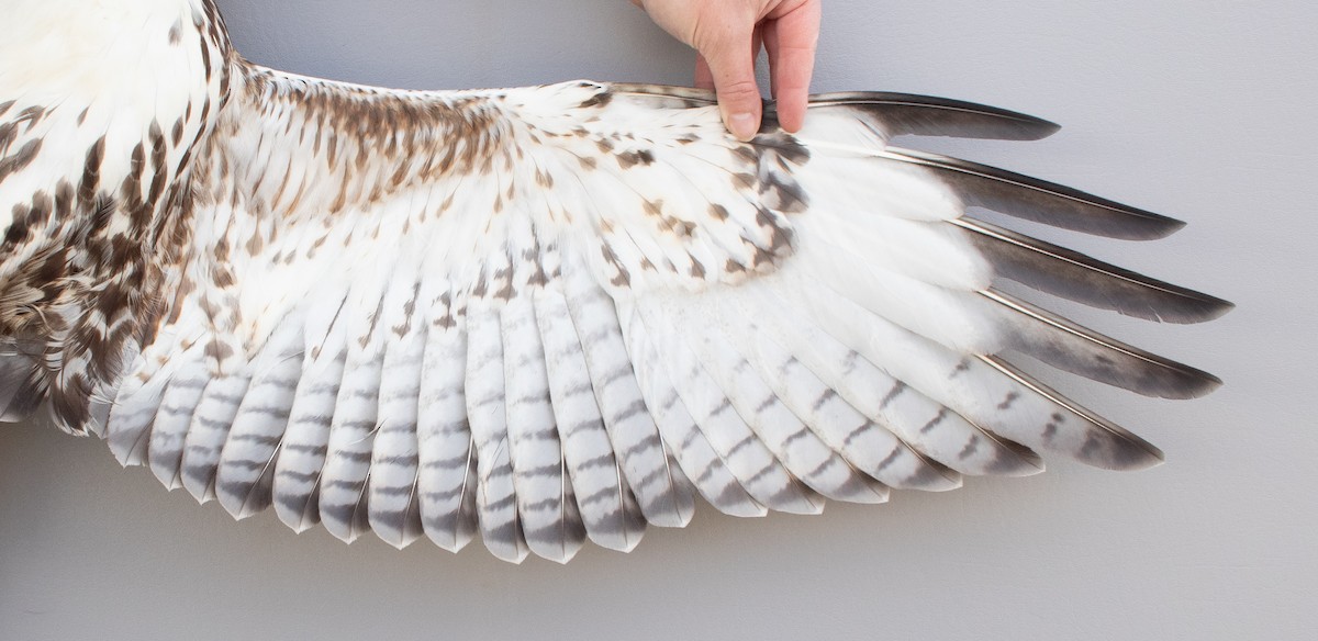 Red-tailed Hawk - ML645920161