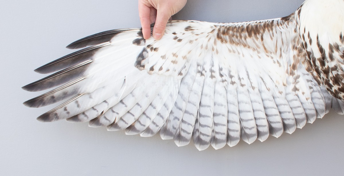 Red-tailed Hawk - ML645920162