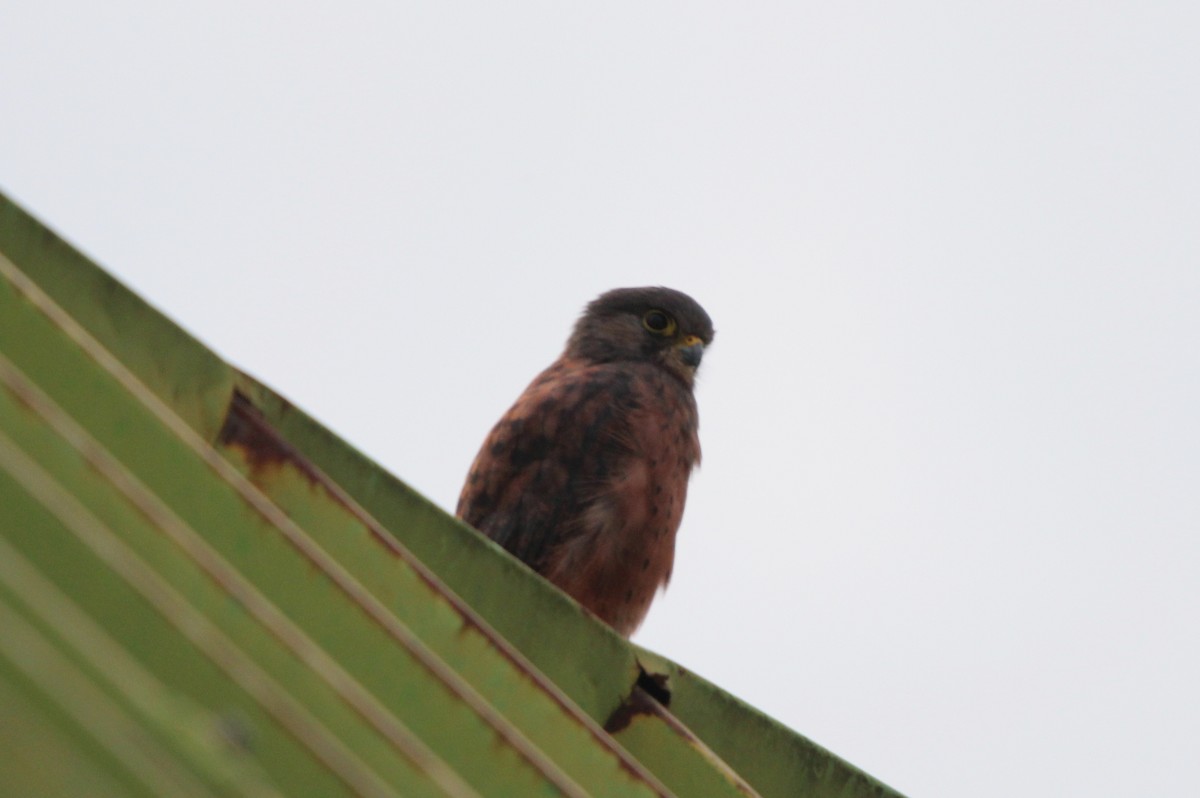 Malagasy Kestrel - ML645920171