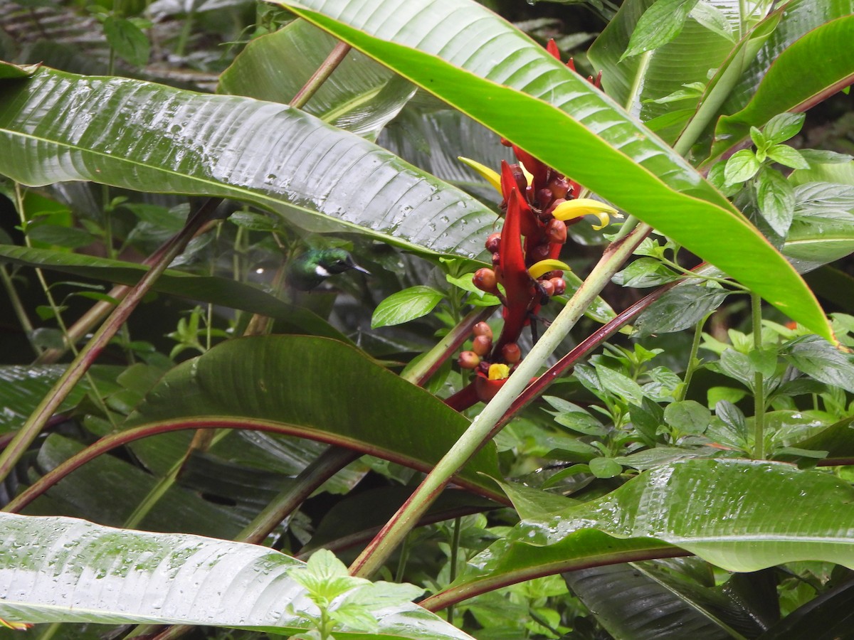 White-throated Daggerbill - ML645920177