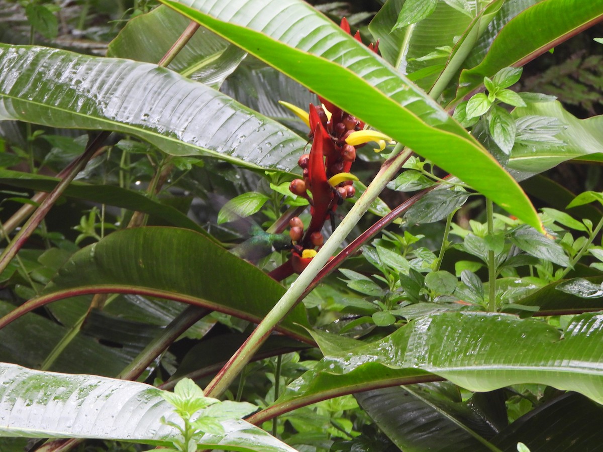 White-throated Daggerbill - ML645920178