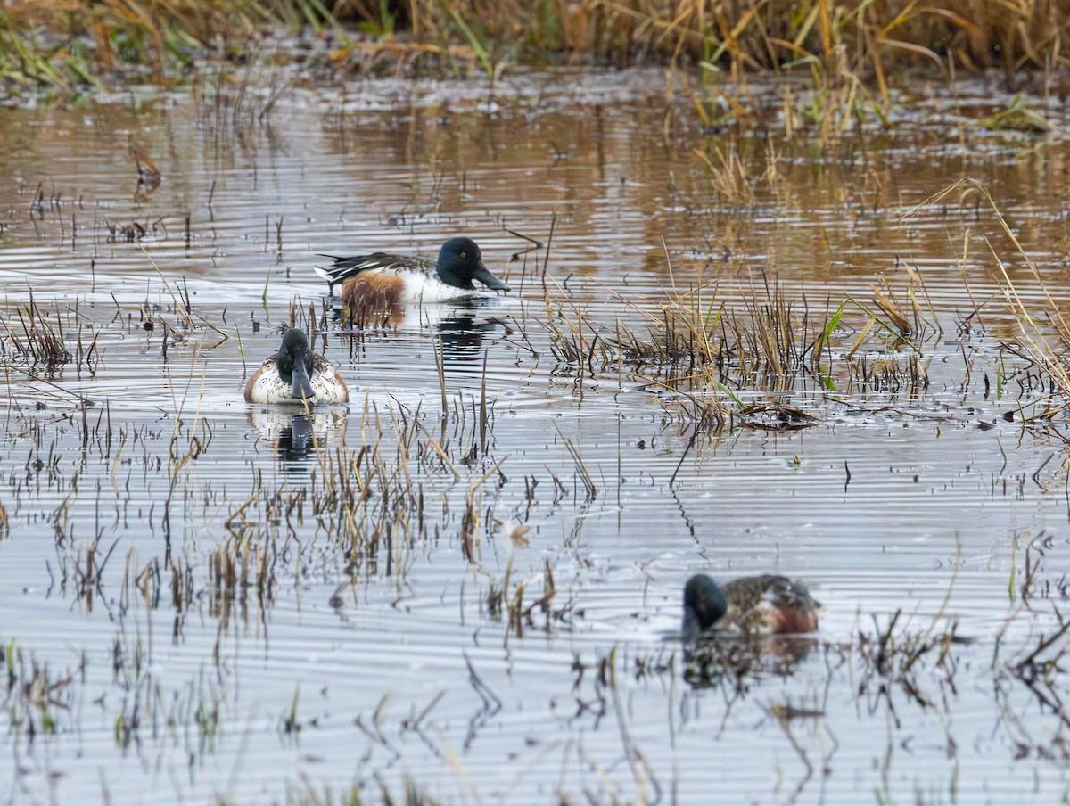 Mestolone - ML645920179