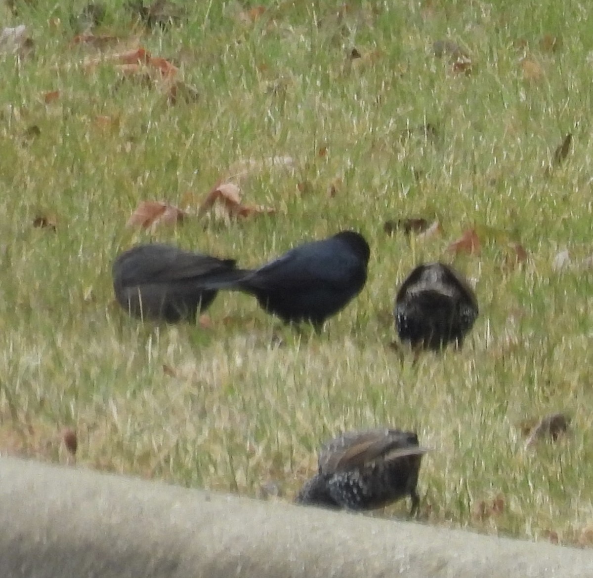 Common Grackle - ML645920180