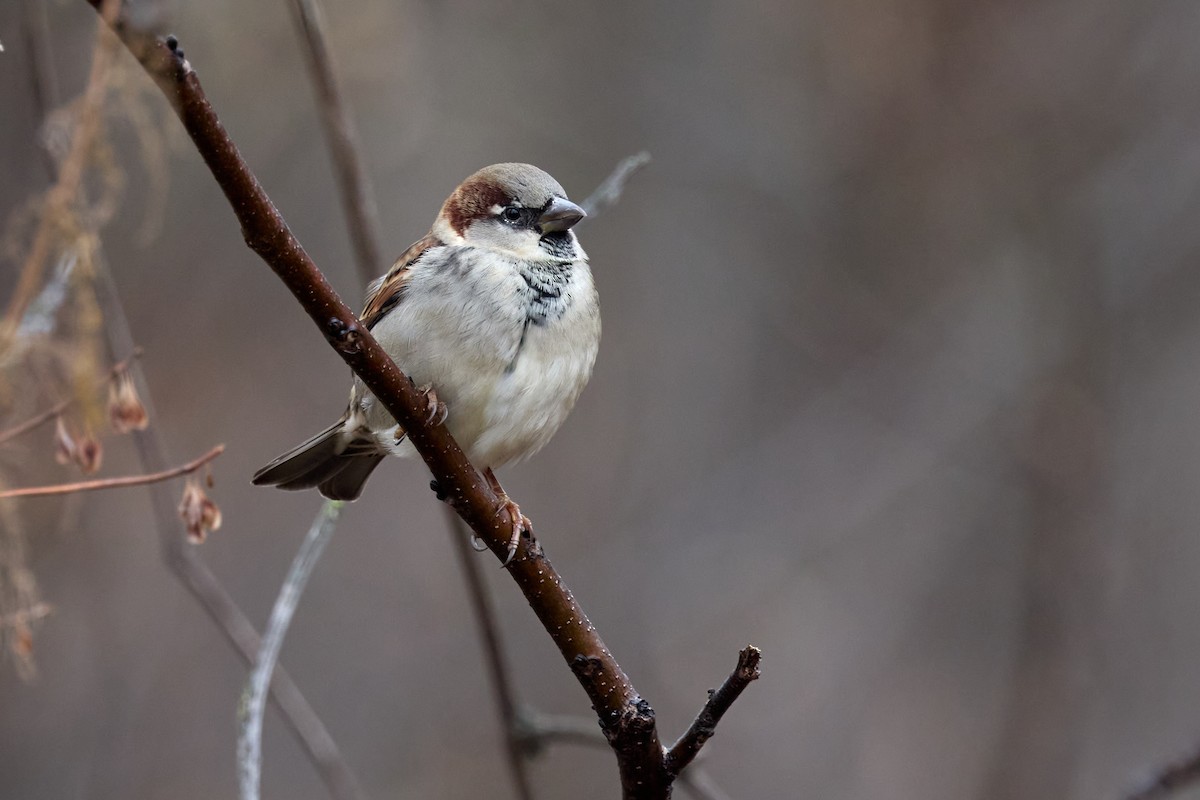 House Sparrow - ML645920181