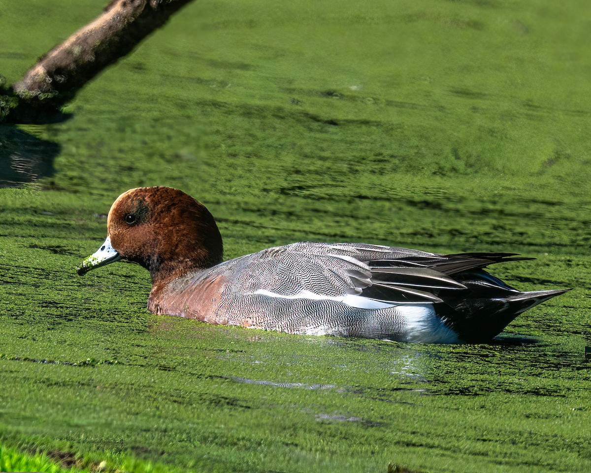 Eurasian Wigeon - ML645920182