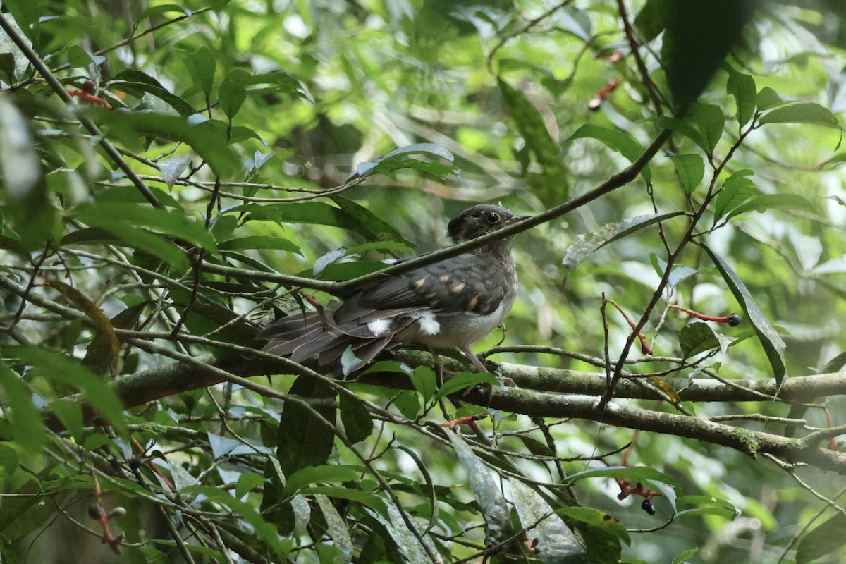 Pavonine Cuckoo - ML645920183