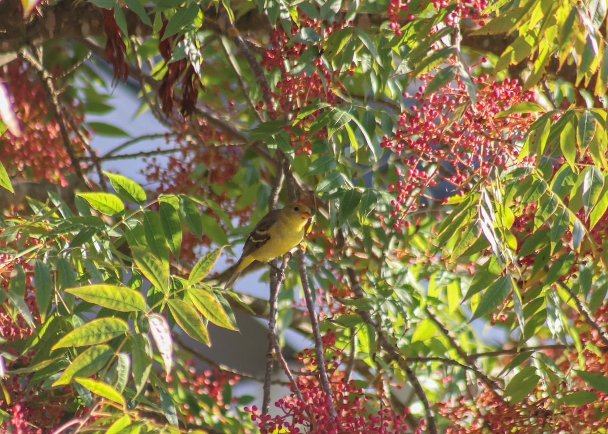 Western Tanager - ML645920184