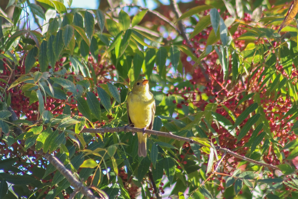 Western Tanager - ML645920185