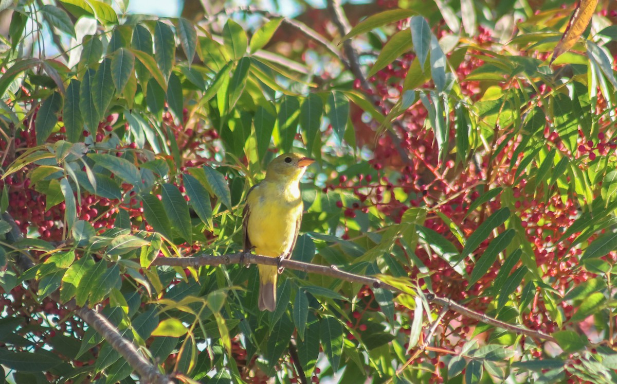 Western Tanager - ML645920186