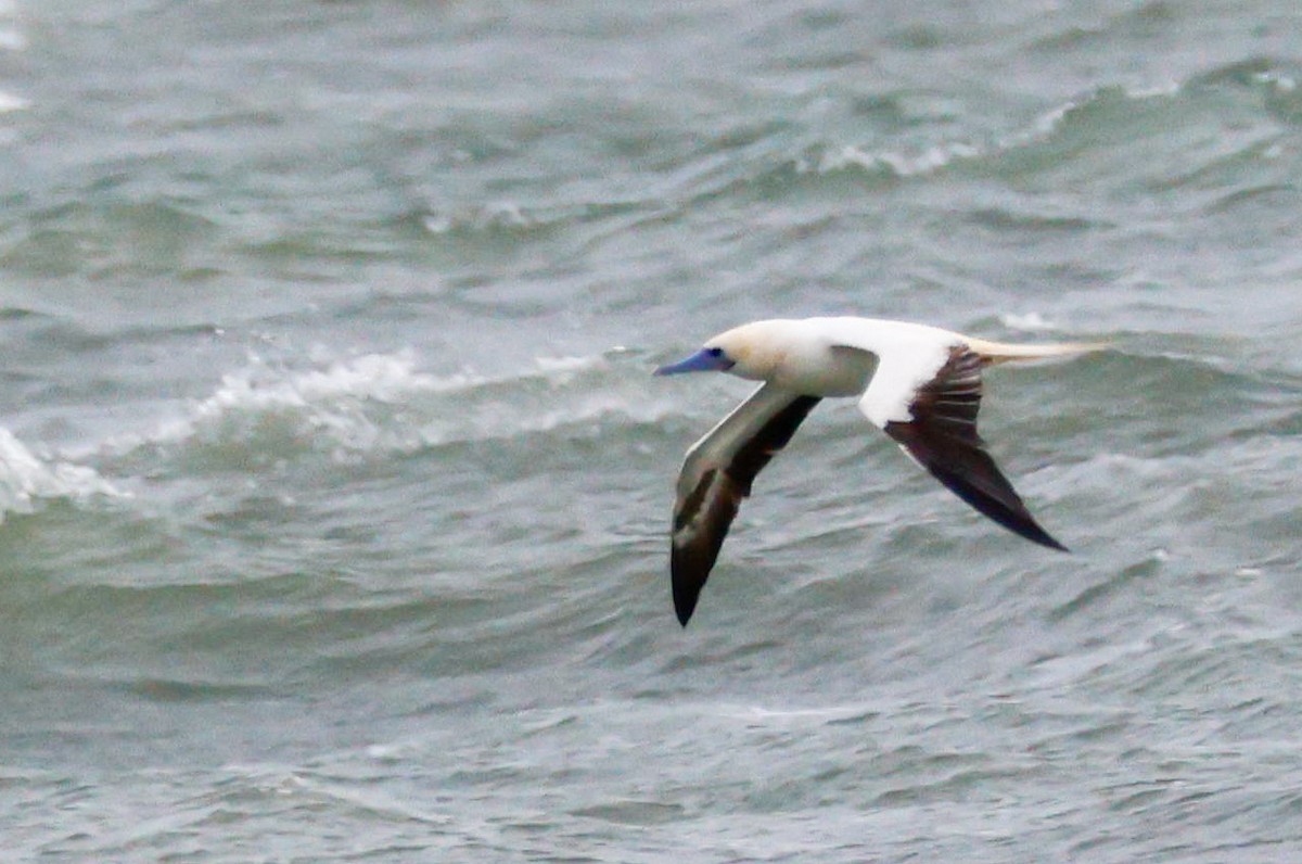 Сула червононога - ML645920194