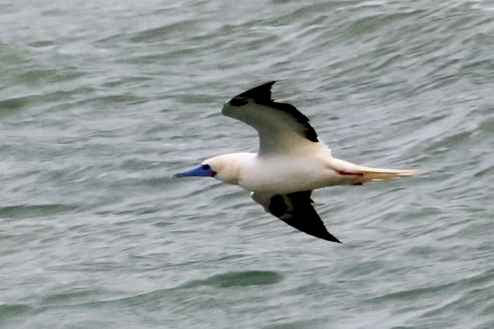 Сула червононога - ML645920195