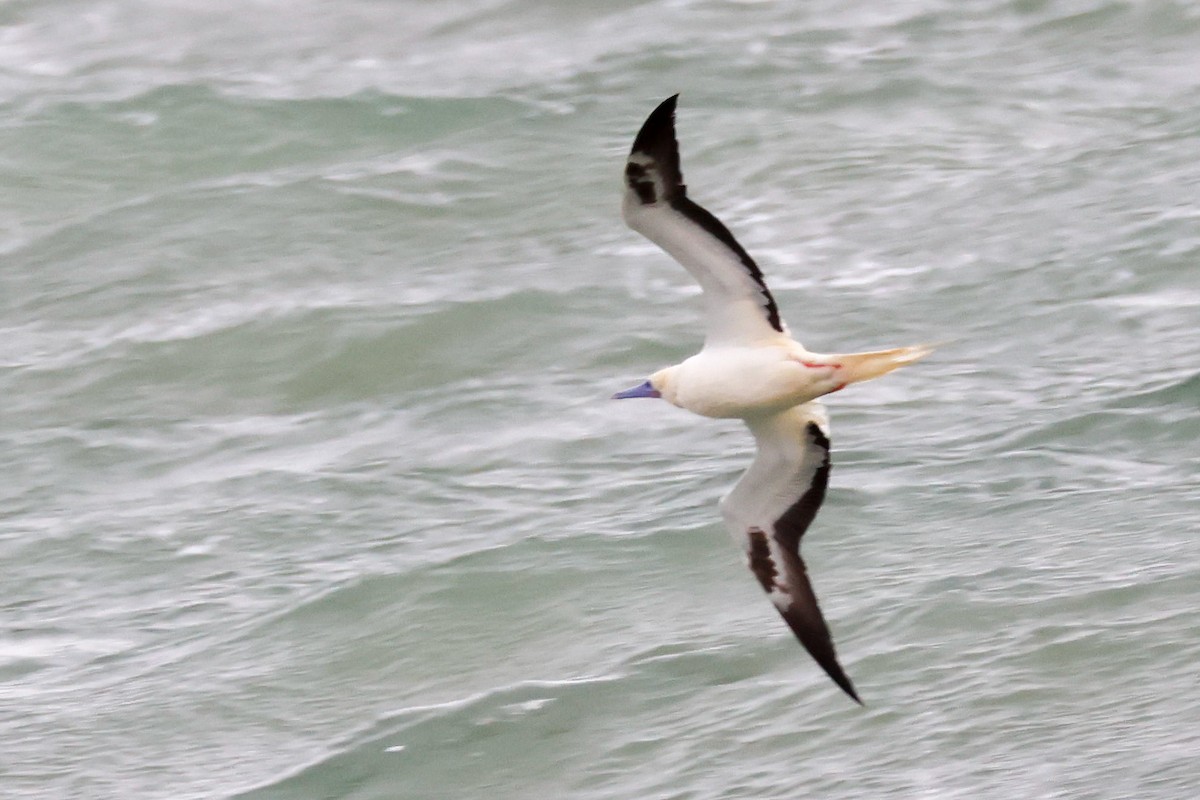 Сула червононога - ML645920196