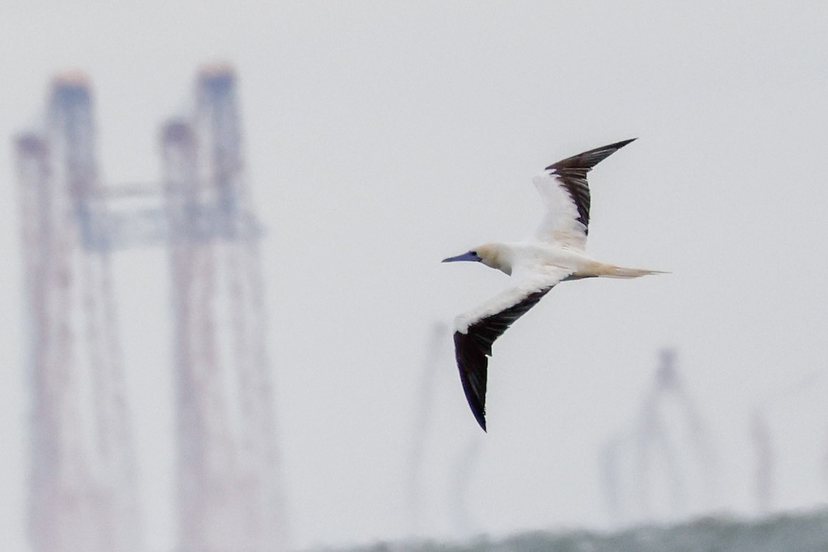 Сула червононога - ML645920197