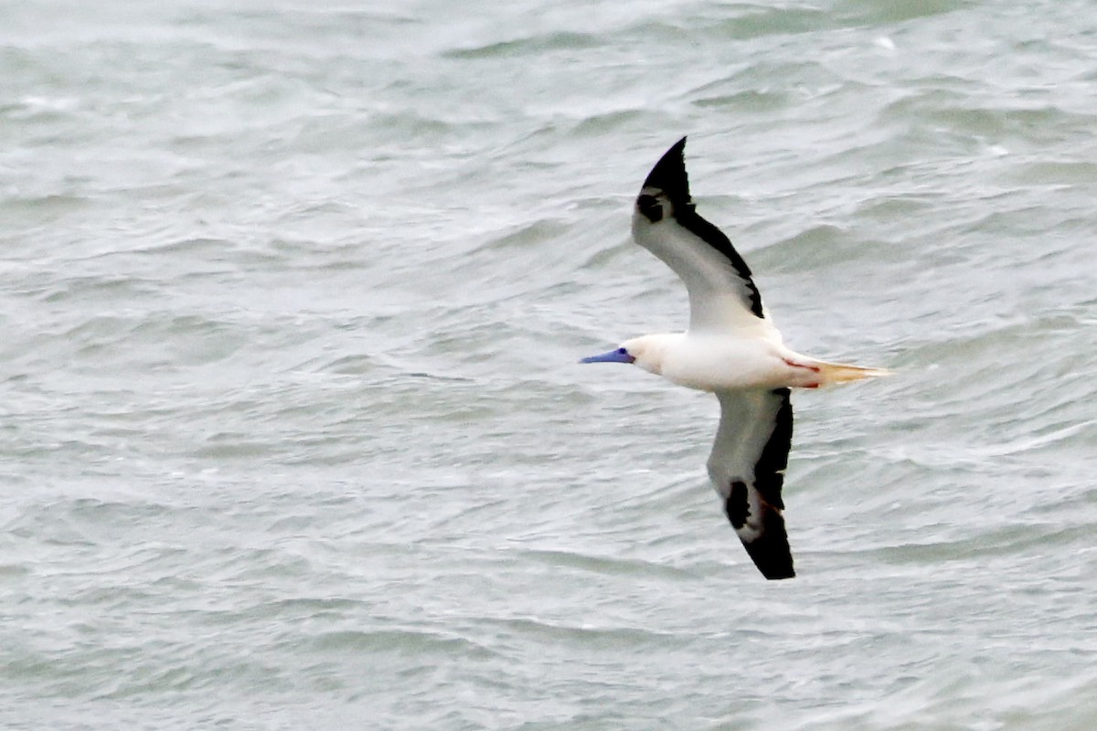 Сула червононога - ML645920198