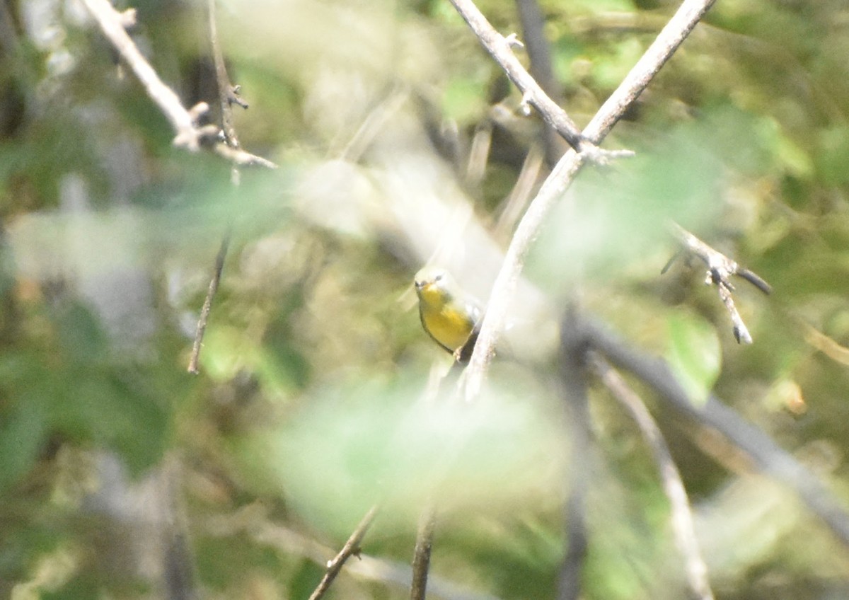 Northern Parula - ML645920202