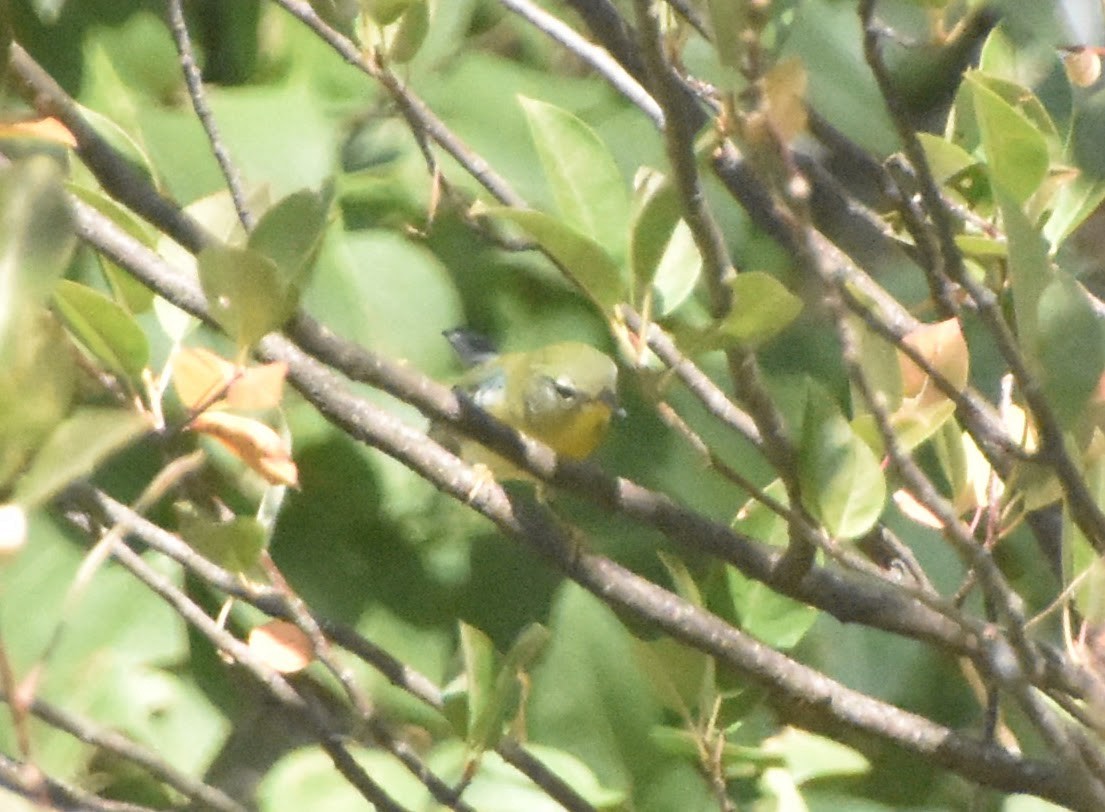 Northern Parula - ML645920203