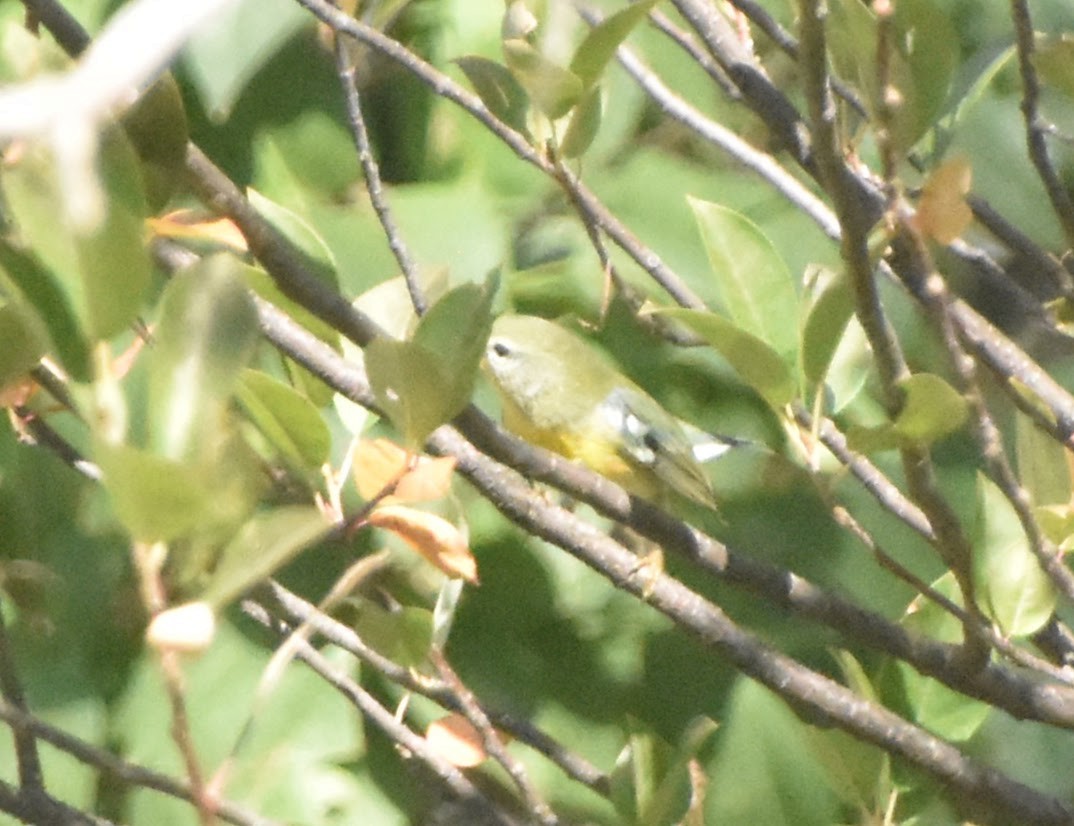 Northern Parula - ML645920204