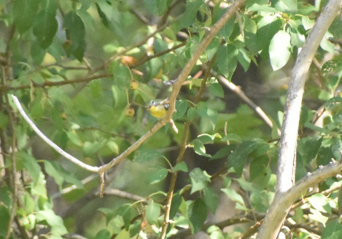 Northern Parula - ML645920205