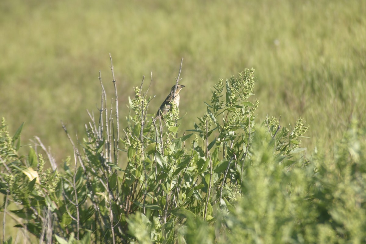Bobolink - ML645920207
