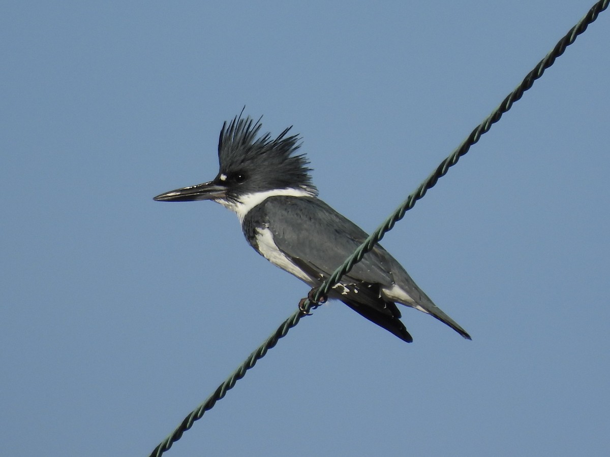 Kuşaklı Yalıçapkını - ML645920208