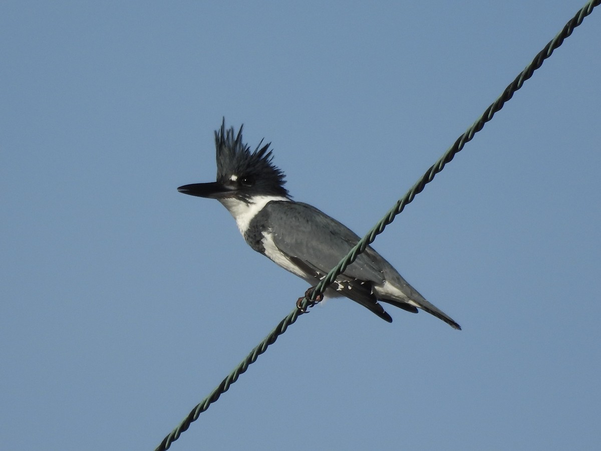 Kuşaklı Yalıçapkını - ML645920209