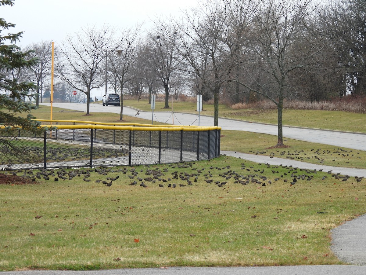 špaček obecný - ML645920224