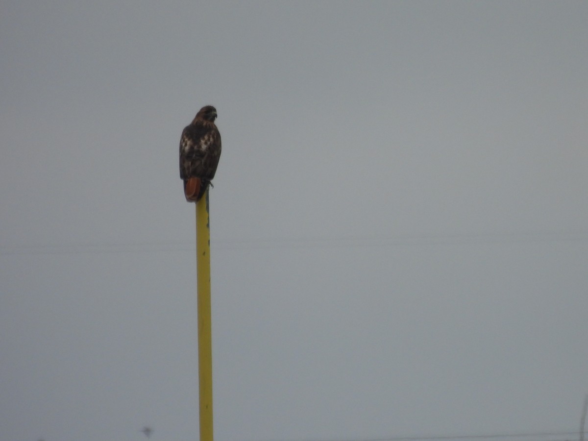 káně rudochvostá - ML645920229