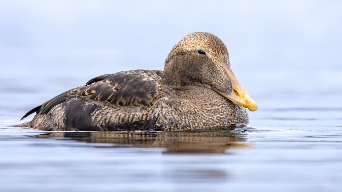 ホンケワタガモ - ML645920231