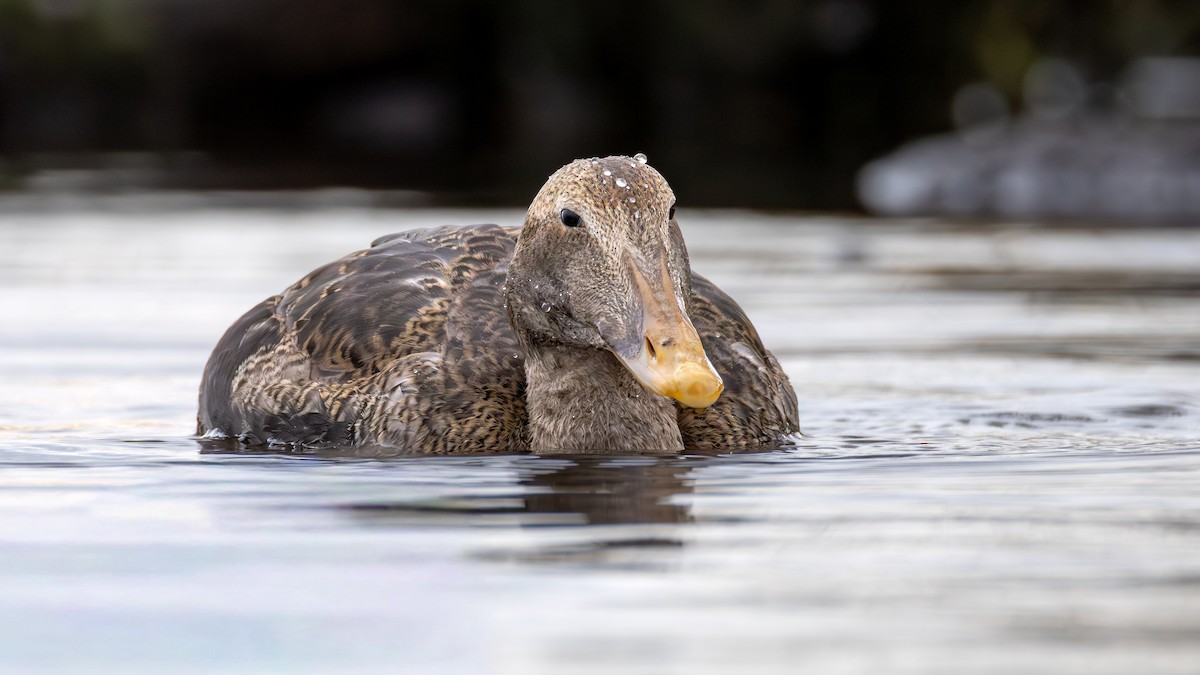 ホンケワタガモ - ML645920233