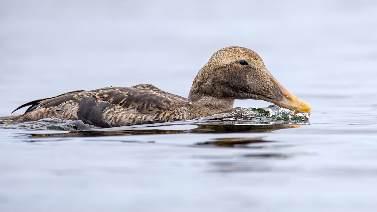 ホンケワタガモ - ML645920234