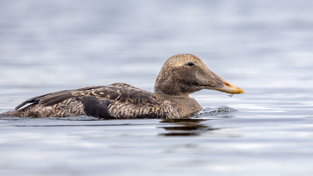 ホンケワタガモ - ML645920235