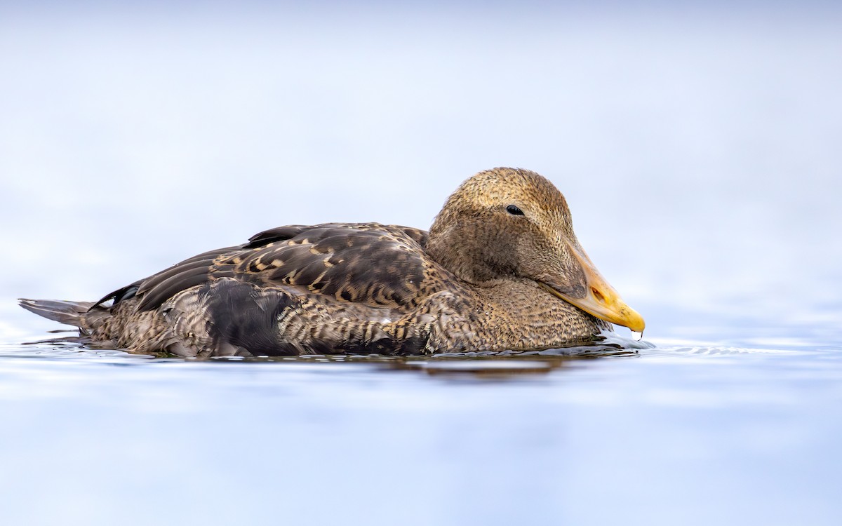 ホンケワタガモ - ML645920236