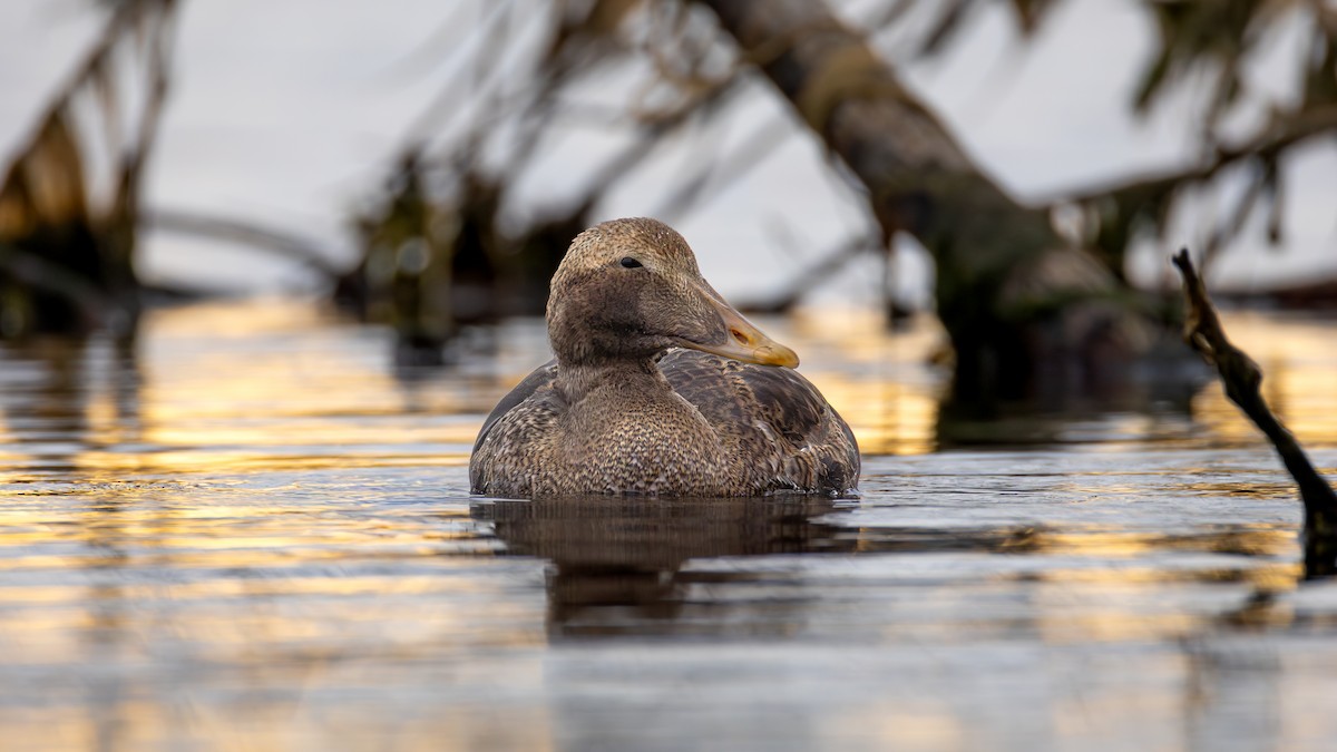 ホンケワタガモ - ML645920237