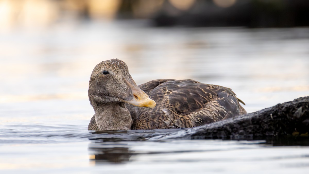 kajka mořská - ML645920238