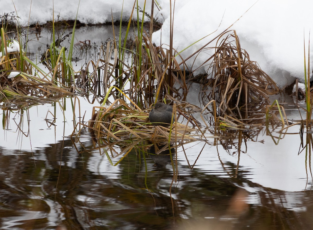 American Dipper - ML645920243