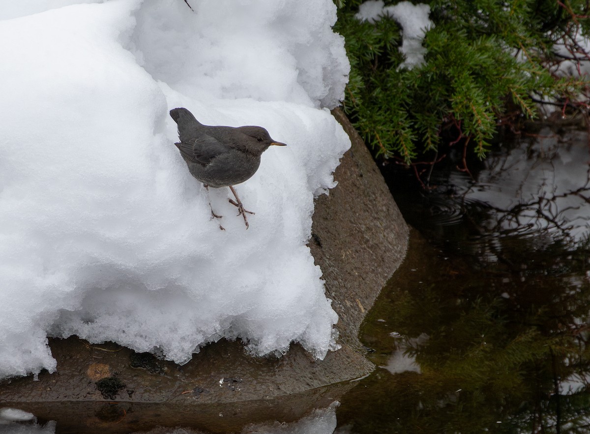 skorec šedý - ML645920244