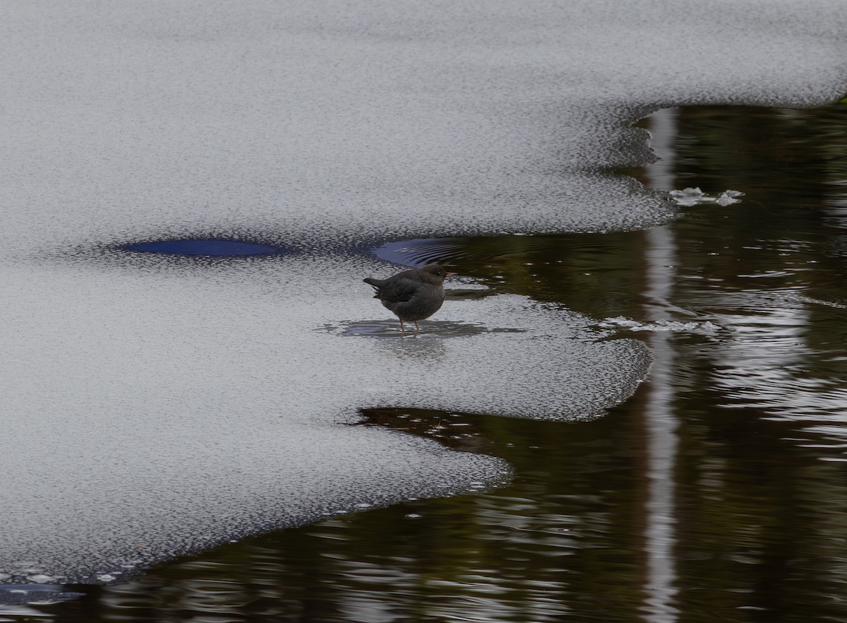 American Dipper - ML645920245