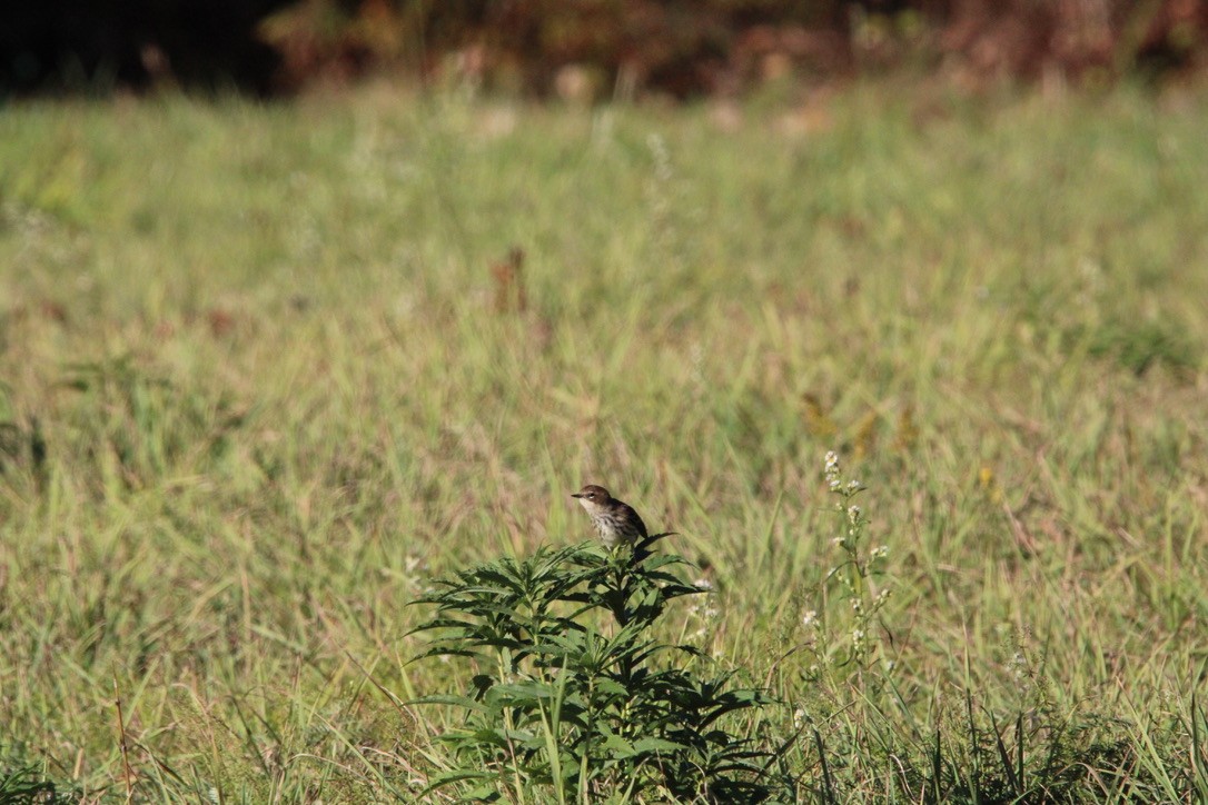 lesňáček žlutoskvrnný - ML645920248