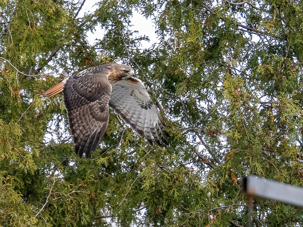 káně rudochvostá - ML645920249