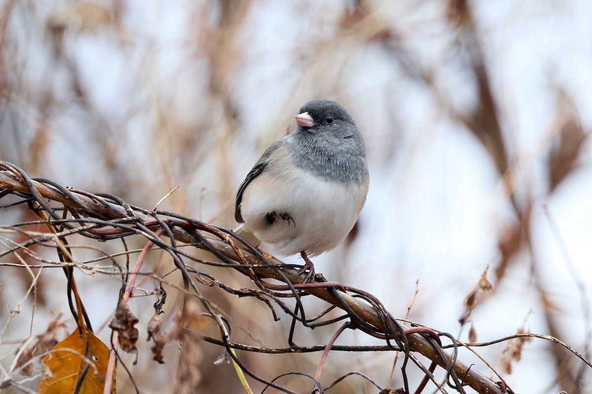 strnadec zimní - ML645920251