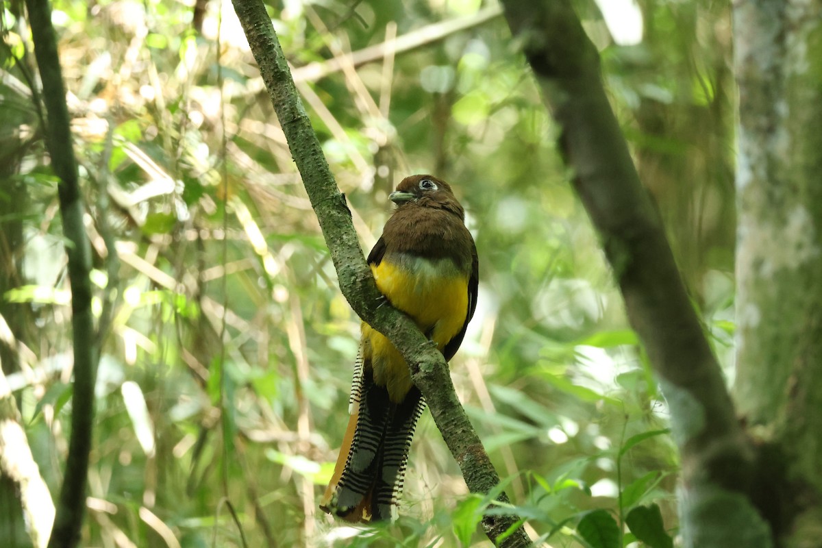 trogon atlantský - ML645920252