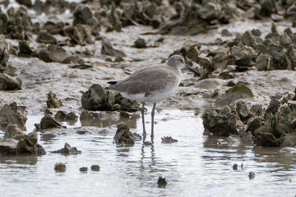 vodouš břehoušovitý - ML645920253
