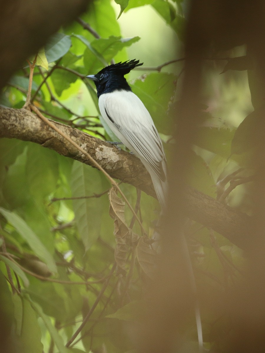 lejskovec rajský - ML645920255