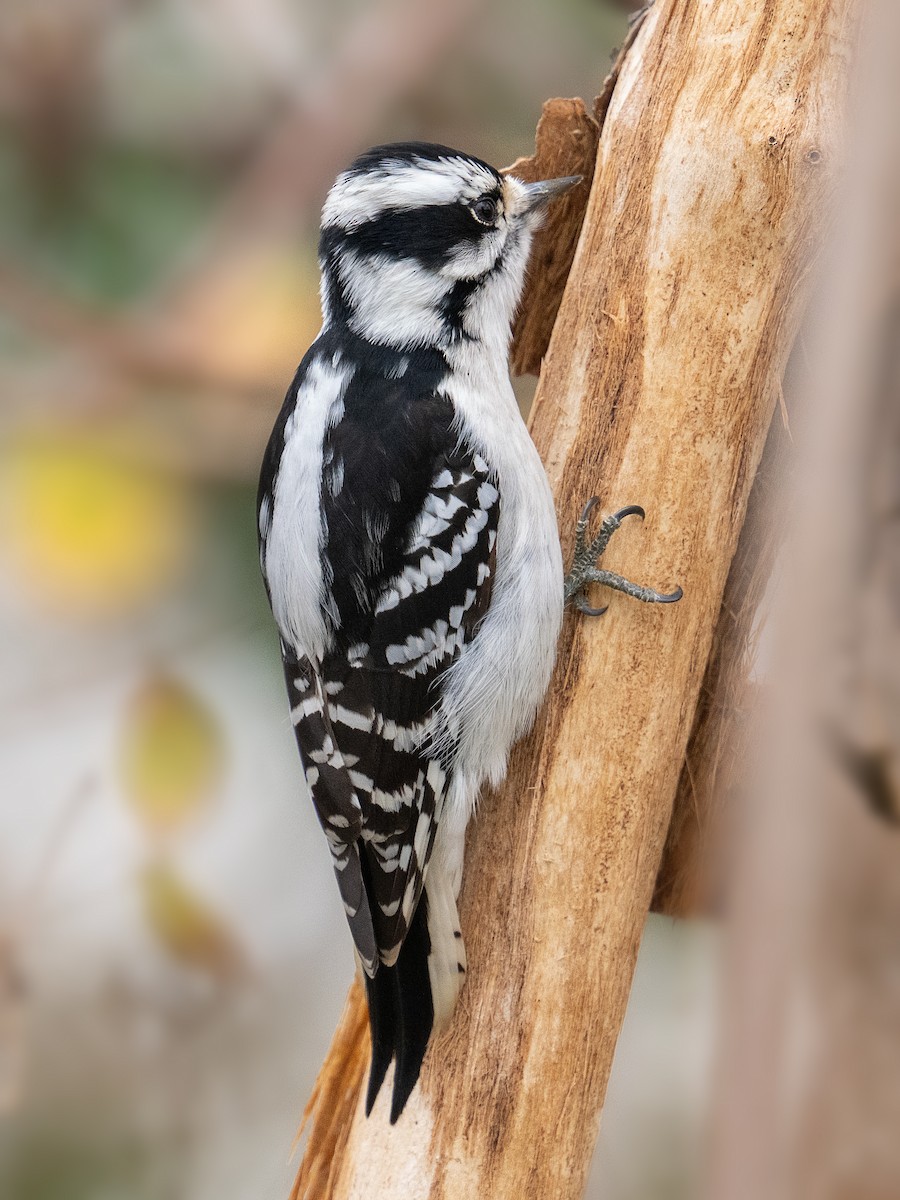 strakapoud osikový - ML645920256