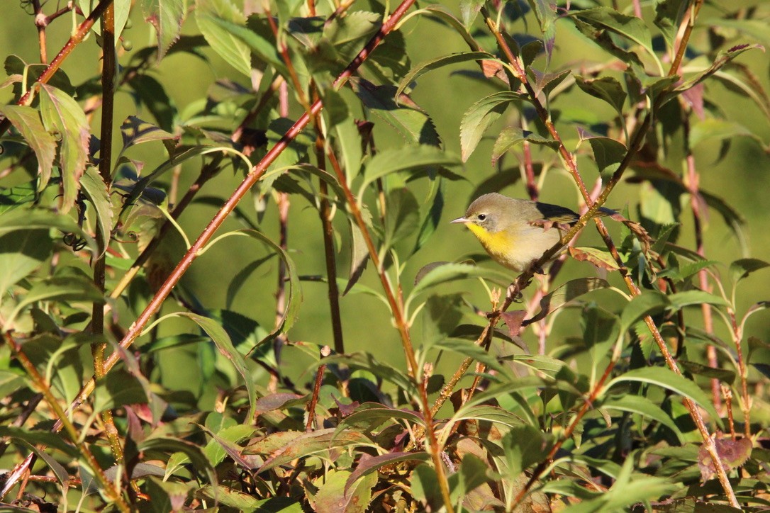 lesňáček žlutohrdlý - ML645920257