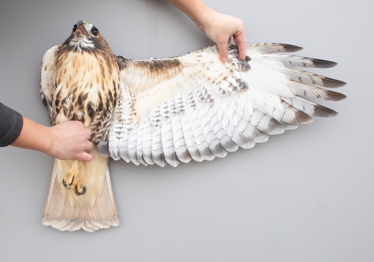 Red-tailed Hawk (abieticola) - ML645920260