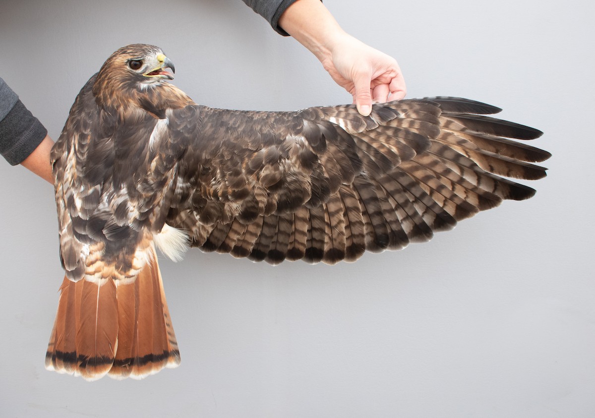 Red-tailed Hawk (abieticola) - ML645920261