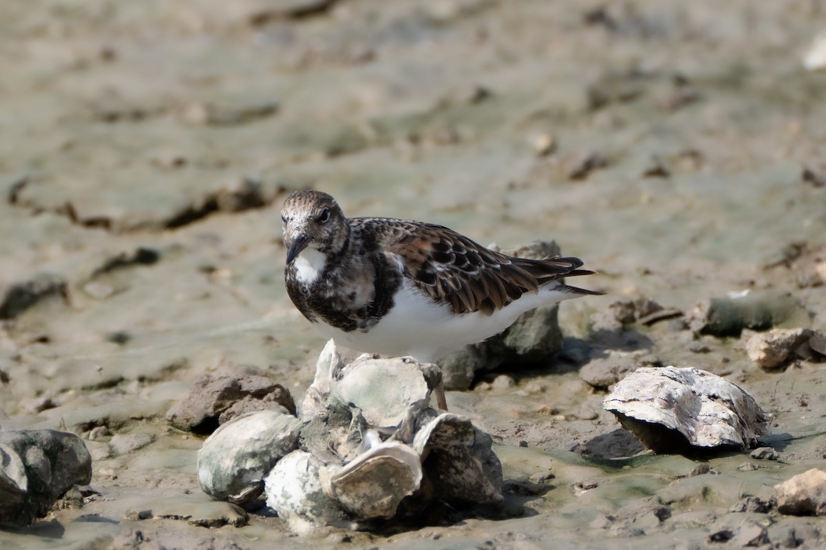 kamenáček pestrý - ML645920262