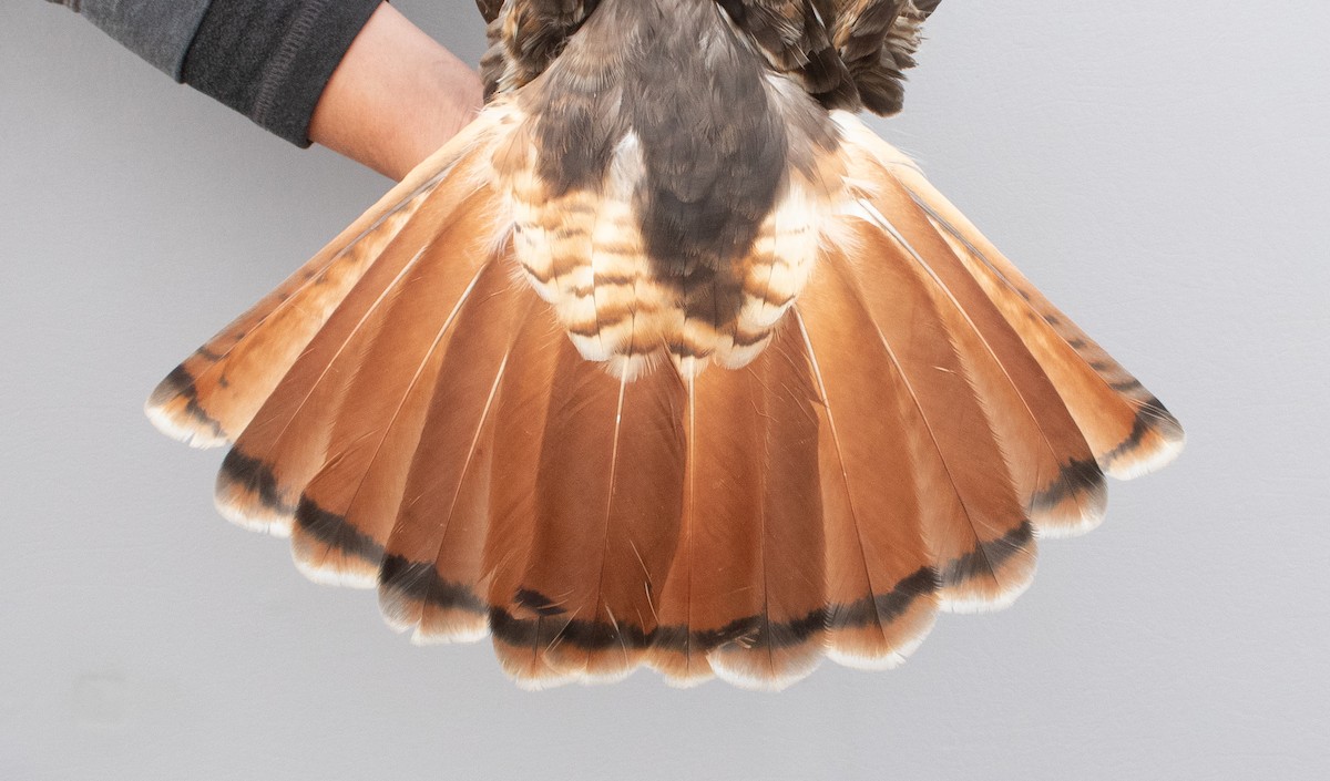 Red-tailed Hawk (abieticola) - ML645920264