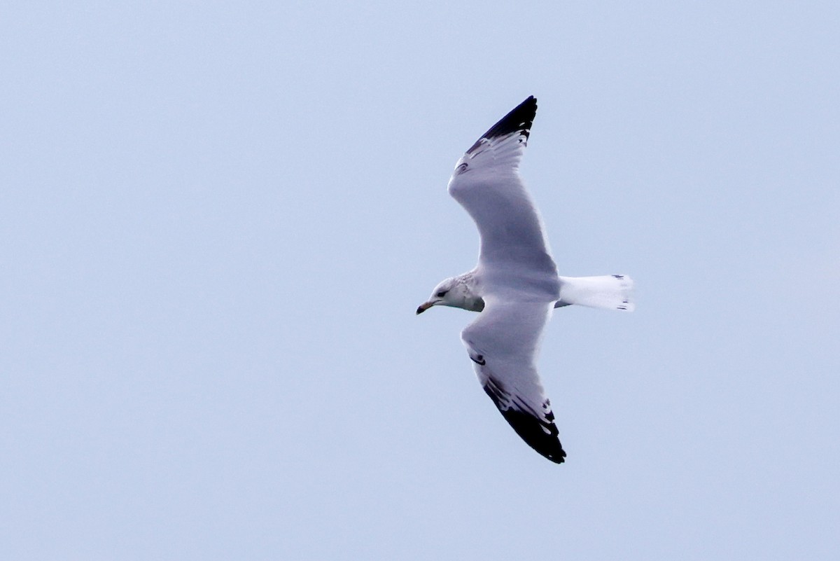 racek kroužkozobý - ML645920265